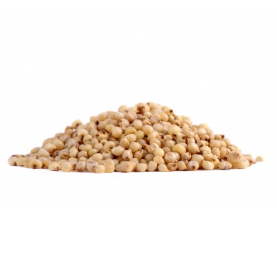 Sorghum 