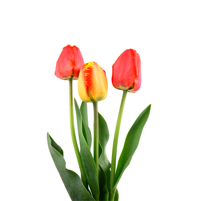 Tulip