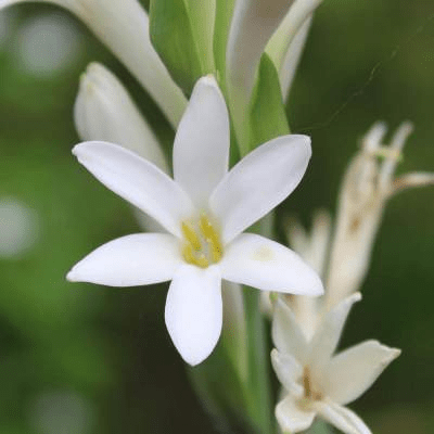 Tuberose