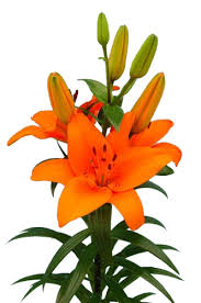 Lilium