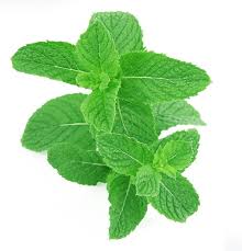  Spearmint 