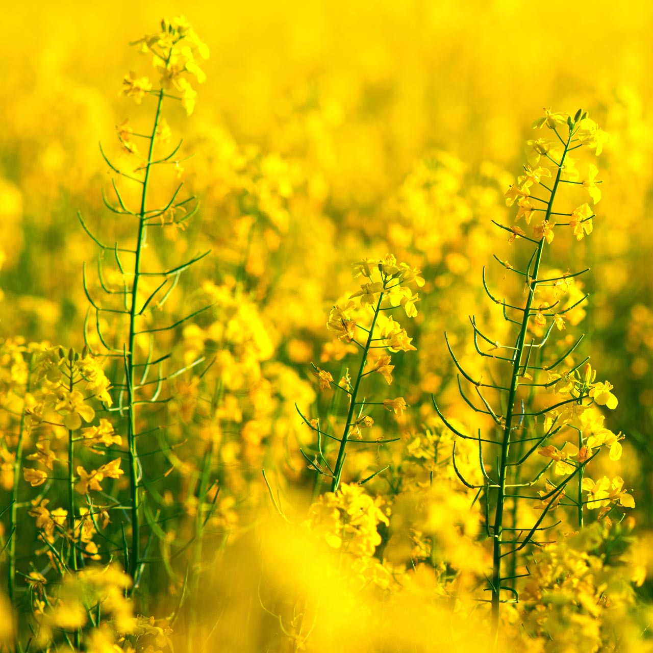 Spring canola