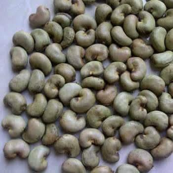 Cashew Nuts Kernels