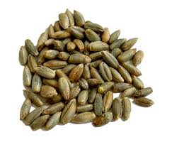 Rye