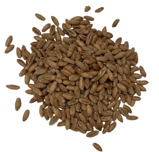 Triticale