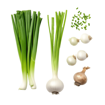Spring Onion