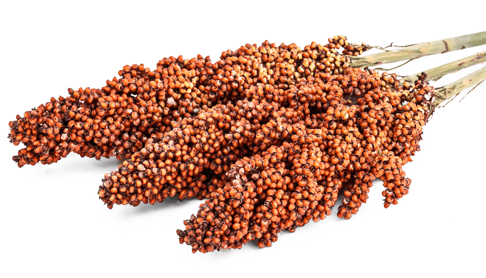 Sorghum 