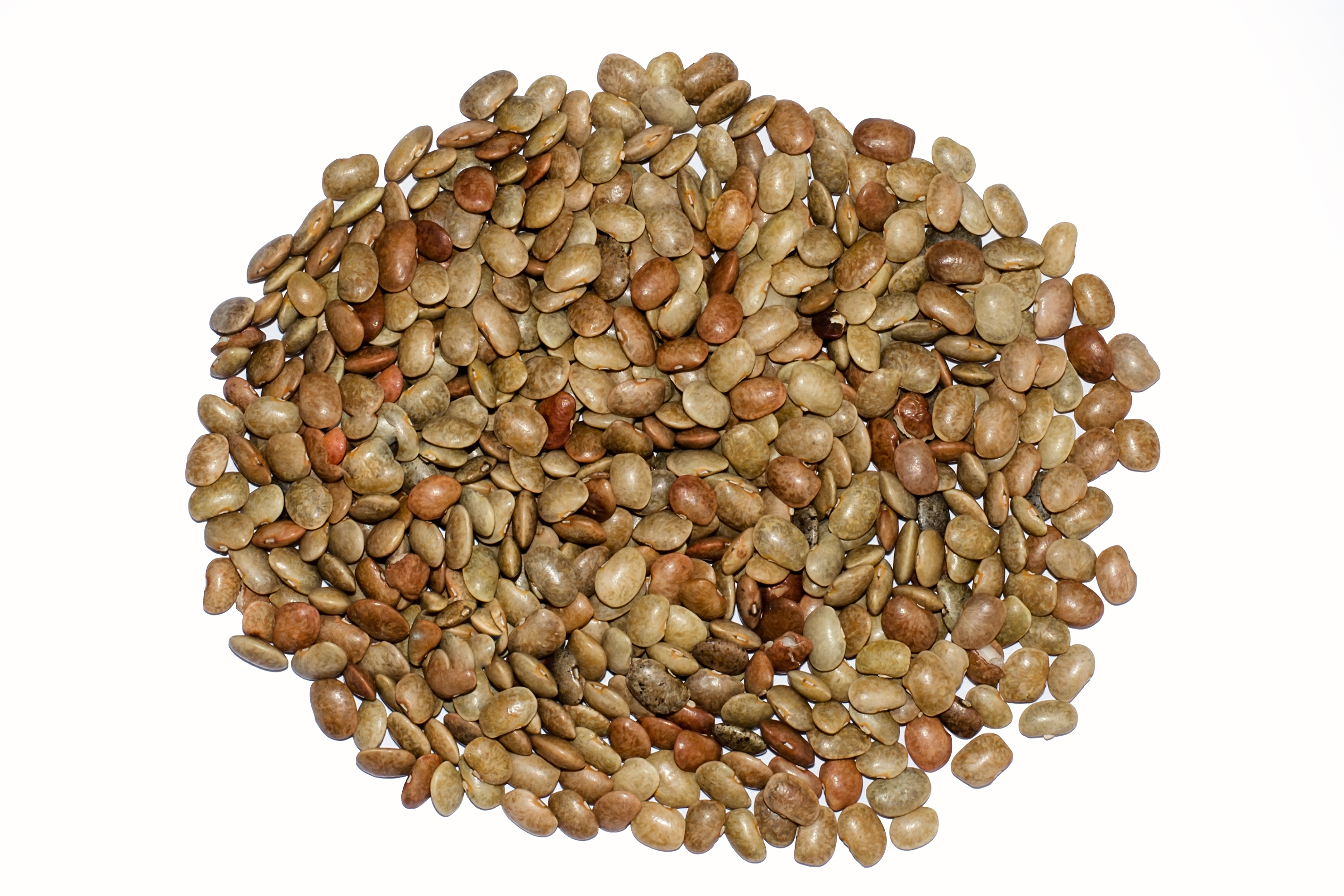 Horse gram