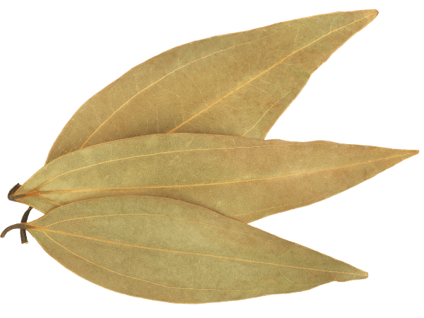 Bay-leaf