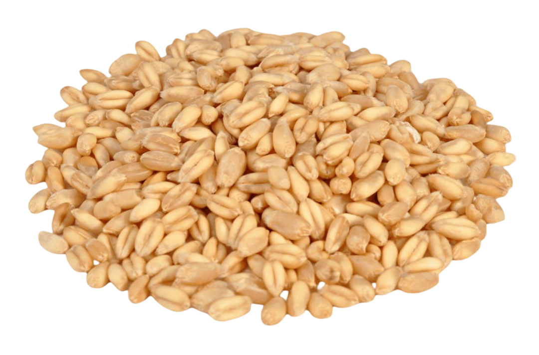 Wheat