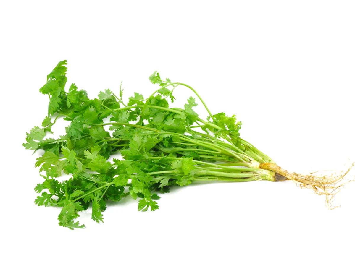 Coriander
