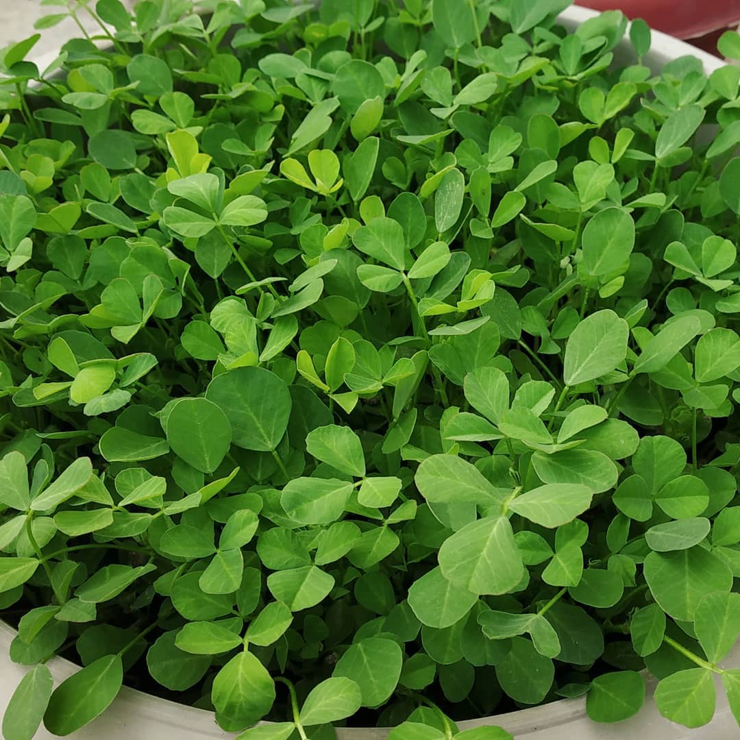 Methi / FenuGreek