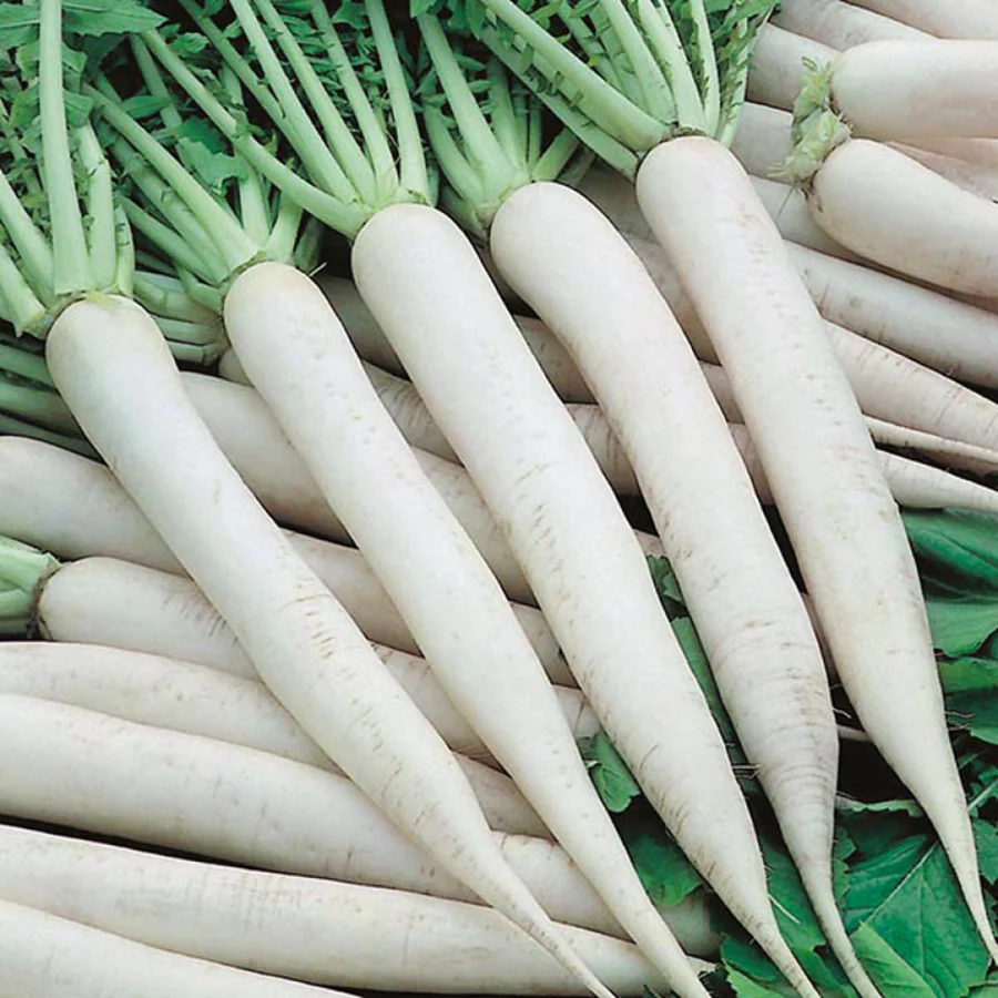 Radish