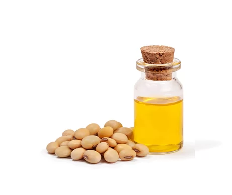 Soybean