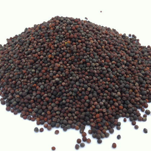Spring canola