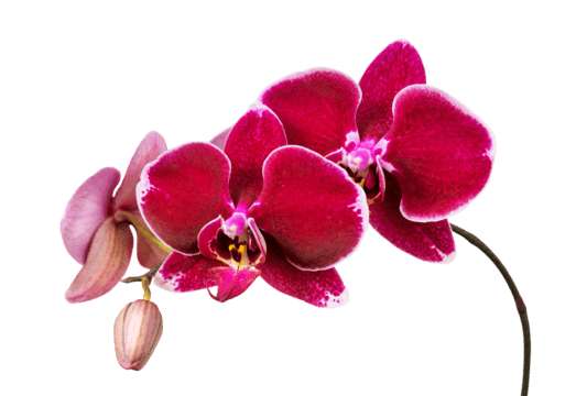 Orchid