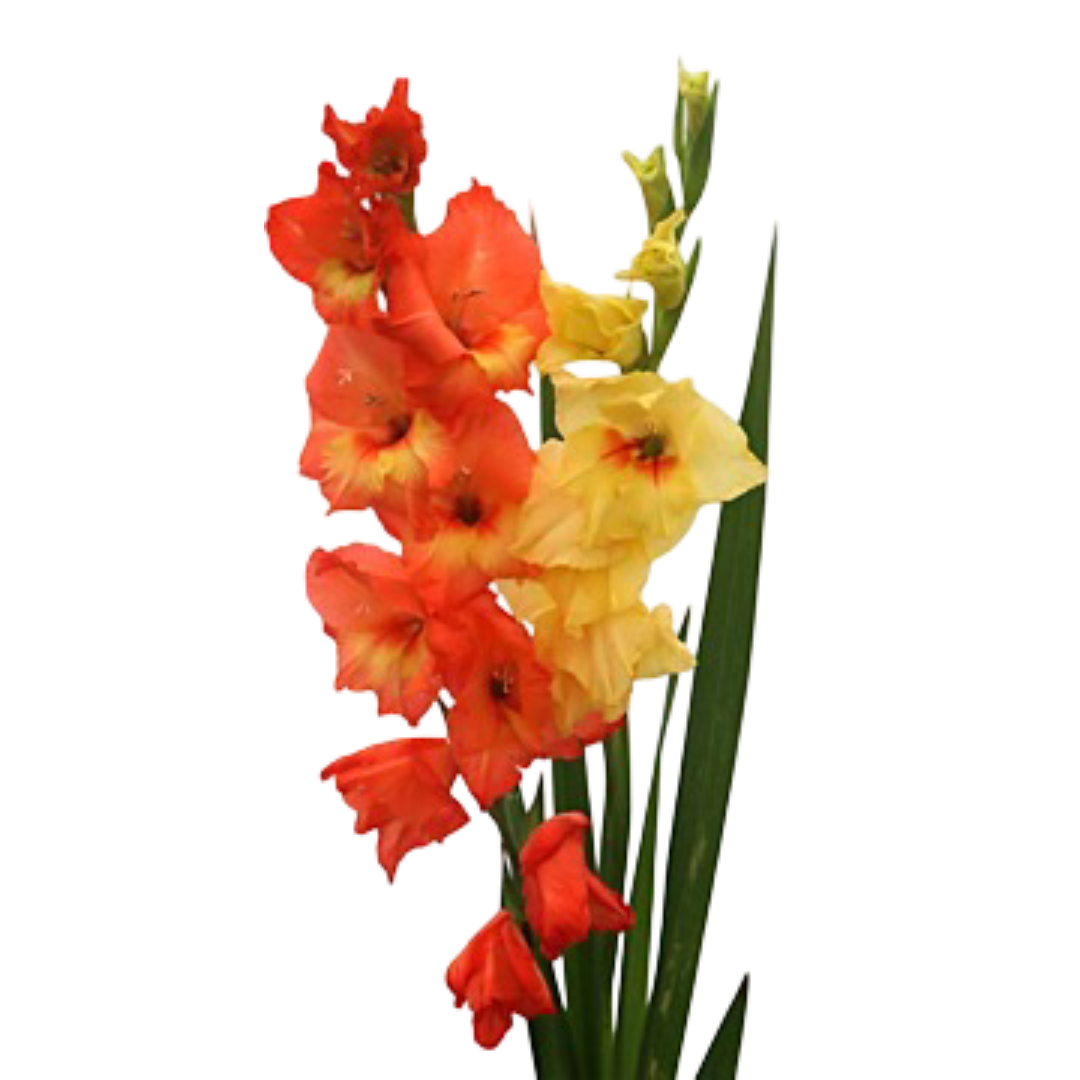 Gladiolus