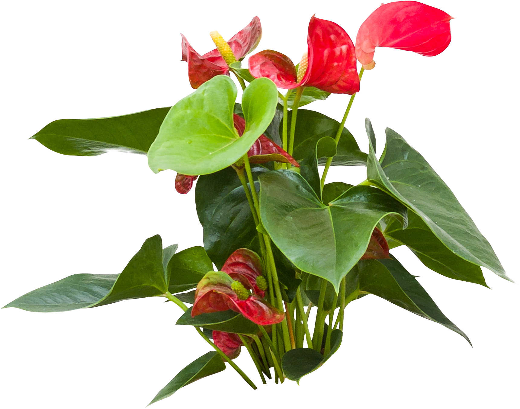 Anthurium
