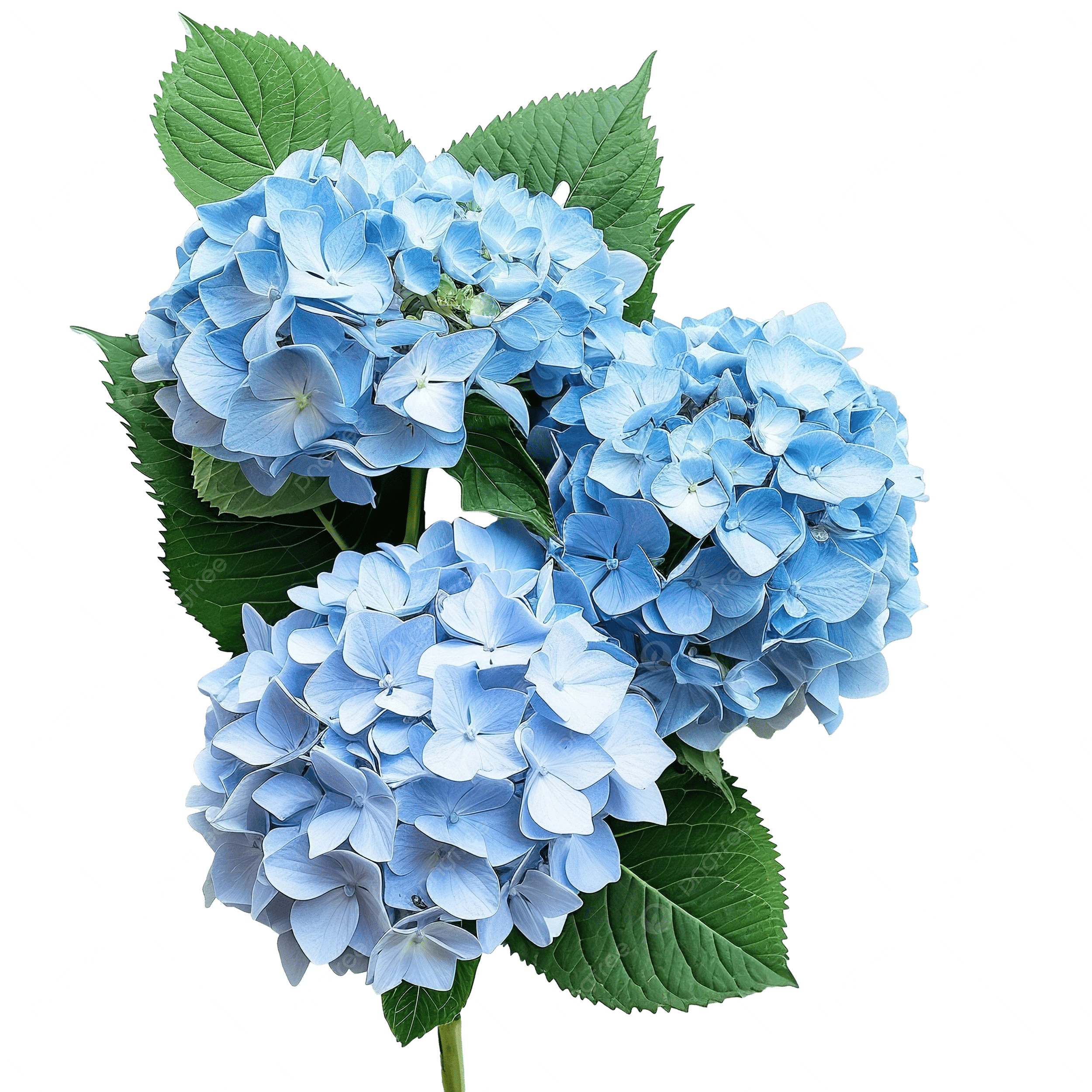 Hydrangea
