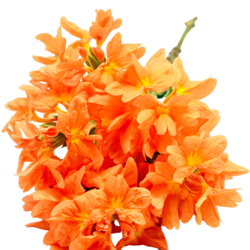 Crossandra