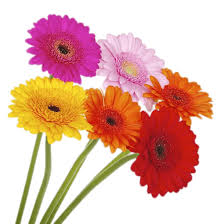 Gerbera