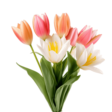 Tulip
