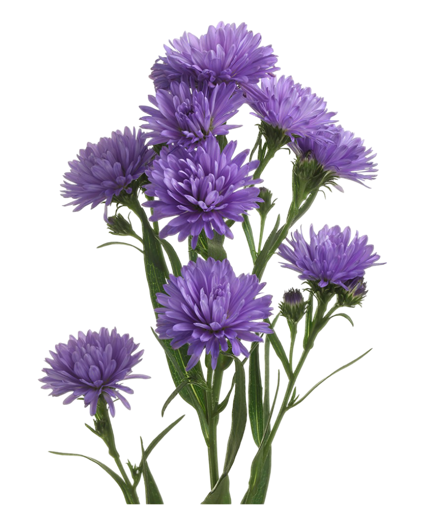 Aster