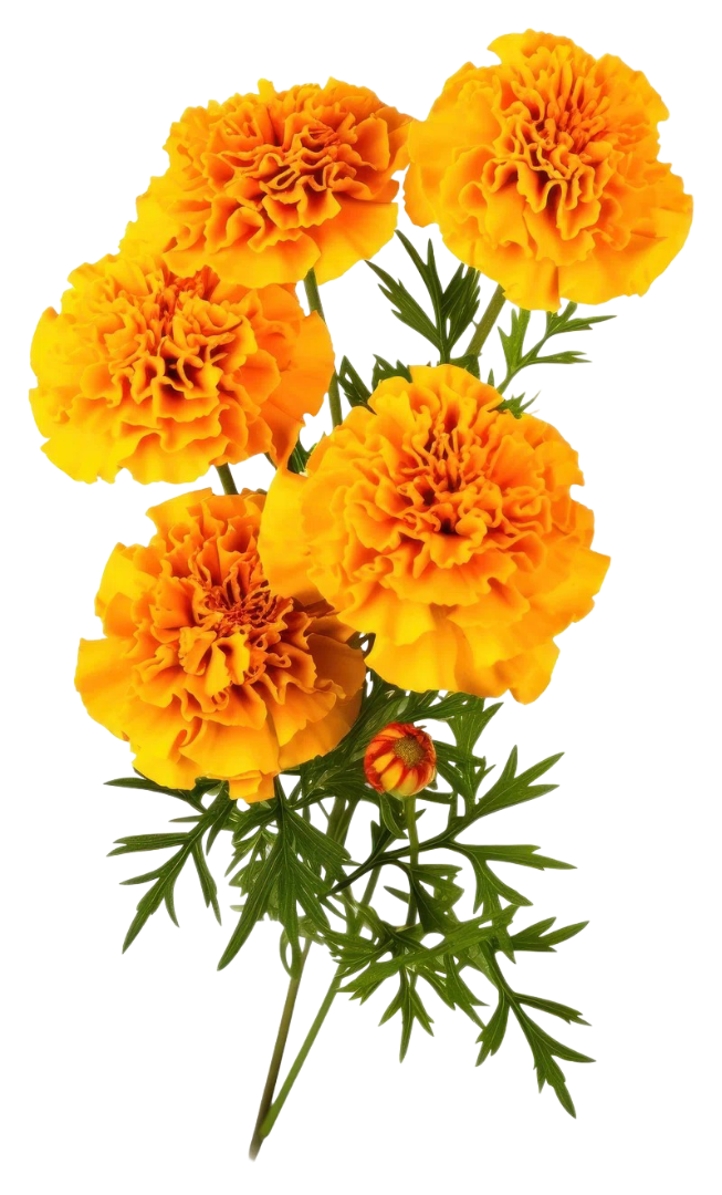 Marigold