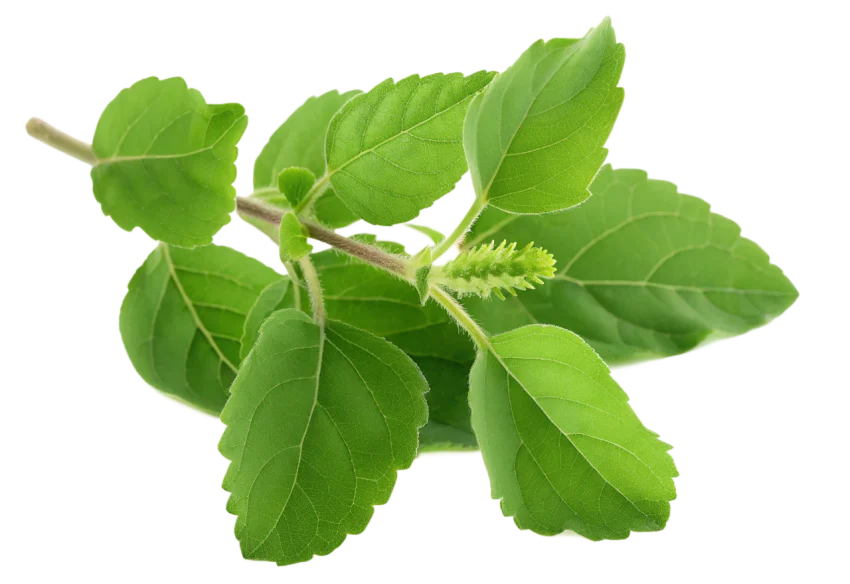 Tulsi
