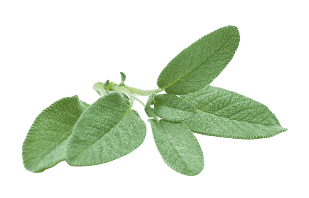 Sage 