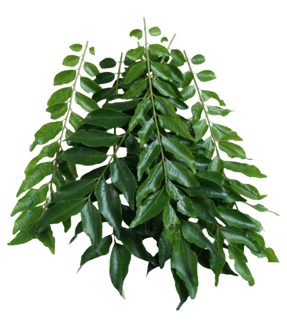 Curry Leaves